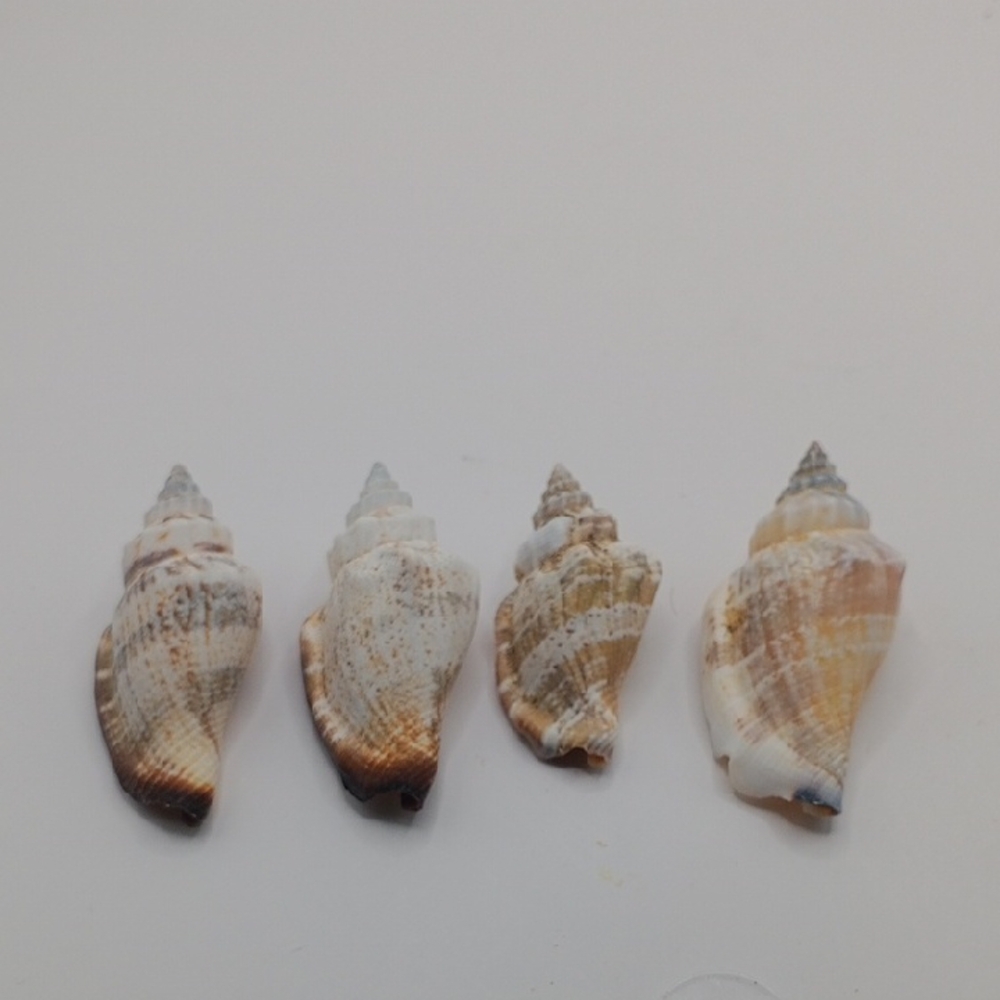 Seashell Decor